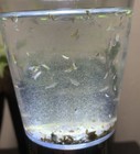 Live Freshwater Scuds     Adult pairs juveniles breeder Colony Starter W  Duckweed