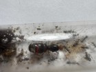 Myrmecocystus Placodops 01  Honey Pot Ant  1q  5-15w House Decoration  Queen Ant