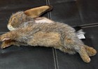 Hansa Hare Plush  Brown  Laying Position Stuffed Animal  Life Like   Super Soft
