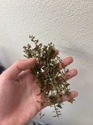 Rotala Rotundifolia  red  Live Aquarium Plant  8  Stems 