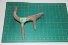 Xlarge Branched Deer Antler Dog Chew  70   Bone Chews Deer Elk Treats Deer 1102