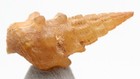 Chalcedony Fossil Shell Specimen Gastropod Fossilized Sea Snail Agate Morocco
