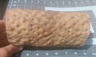  Petrified Wood Woodworthia Stigmaria Lycophytes Fossil Display Dimpled 7 3 4lbs