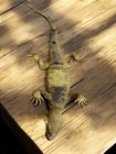 Vintage Realistic Red-eyed Rubber Lizard 12 