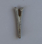 Fossil Alligator Chevron From Florida
