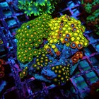 Wysiwyg - Zoas Mix Colony