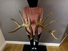 Two 6pt Whitetail Deer Antlers Sheds Wild Idaho Horns Rustic Decor Rattling Set