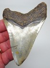 Megalodon Shark Tooth 4 08    Real Fossil -   Big Xl Sharks Teeth - No Restoration