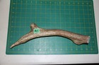 Xlarge Upper Elk Antler Dog Chew  65   Bone Chews Moose Treats Deer 507