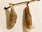 Promethea Silkmoth  callosamia Promethea  - Live Cocoon  2025 Generation