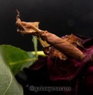 Ghost Praying Mantis  phyllocrania Paradoxa  L2 l3 Live Nymph Pet