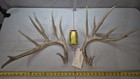 186    Set Farm Whitetail Deer Cuts Antlers Taxidermy Mount Cabin Decor Craft Buck