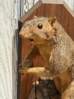 Taxidermy Squirrel Mount On Log- Hunting Lodge- Man-cave Decor - Dowdys Kentucky