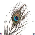 100 Natural Peacock Feathers 10-12  For Crafts  Costumes  Decor   Wreaths