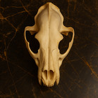 Life-size Lion Skull Replica - Museum-quality Anatomical Model Big