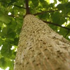 Beautiful Paulownia Tree Paulownia Elongata - 220  Seeds  Free S h   promo 