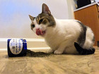 100  Pure Catnip - All Natural  Non-addictive Treat For Cats   Kittens
