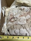 Massive Oligocene Mammal Skull Prep Project Fossil Oligocene  Sd Oreodont Hyraco