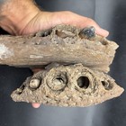 Giant Alligator Fossil Jaw Segmemts Monster Sized Gator Swfl Fossilized Assc 