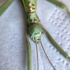Rhaphiderus Spiniger Female Stick Insect Taxidermy Phasmatodea Phasmids I69