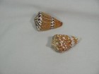 Lot Of 2 Cone Shells 3  Long  9