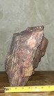 22 7 Lb Piece Of New Mexico Rainbow Petrified Wood 