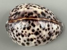 Cypraea Tigris Schilderiana Hawaii 111 8mm Giant Heavy 189g Near Gem Cowrie