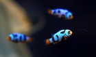 Picasso Onyx Premium Clownfish Single Saltwater Fish Highquality Saltwaterfish1   