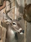 Coues Whitetail Deer Shoulder Mount Taxidermy
