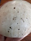 b  Antique Naga Conch Shell  Round Ornament