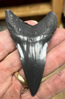 Almost A Record Black Mako Replica Tooth Museum Quality 3 3 8th  Very Rare Size