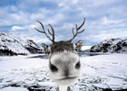 Reindeer Christmas Cards Boxed Set Of 12 Holiday Cards With Envelopes 6 4 X 4 6