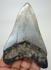 Megalodon Shark Tooth - Real Fossil 3 50    Authentic Shark Teeth No Restorations