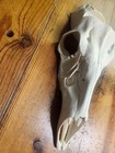 Pinchback Reproduction White Tail Deer Skull Antler Mounting 