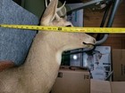 Whitetail Deer Head Shoulder Mount Taxidermy Cape - 5 Point 