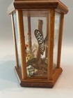 Vintage Butterfly Taxidermy In Glass Dome Display Case Wood Base Decor 