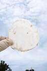 Windowpane Oyster Shells - Bulk