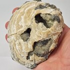 Ruck s Pit Calcite Clam Fossil - Mercenaria Permagna - Ft  Drum  Florida