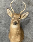 Vtg Shoulder Mount 5 Point White Tail Deer Real Indiana Antler Buck Taxidermy