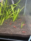 8 2 Fire Red Cherry - Freshwater Neocaridina Aquarium Shrimp  Live Guarantee