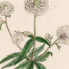 Chicago Botanical Magazine 1833 Vintage Flower Print 30 Mountain Crowfoot Flower