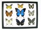 9 Beautiful Butterflies In Xl Showcase  Framed  Real Taxidermy - A-09-ulysses-18