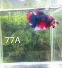 Betta Mettalic Live Fish High Quality Get Male Free Female  77a