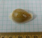 Beautiful Cypraea Miliaris  F    33mm