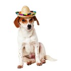 Rubies Pet Dog Or Cat Halloween Sombrero Hat Costume Multicolor M l