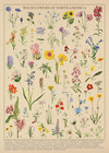 Vintage Wildflowers 1000-piece Jigsaw Puzzle Of North American Flora
