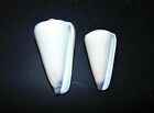 Two  2  Conus Virgo Purple Tipped Cone Sea Shells 3  To 4   Beach  Decor Craft