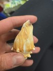 Natural Sea Shell  Beautiful Coloring