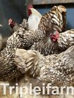 12   breeds True  English Chocolate Silver Laced Orpington Fertile Hatching Eggs