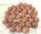 7 Mukhi Rudraksha Seven Mukhi Nepal Origin 5 Pieces Certified A  Quality